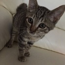 キジ虎美男子の里親募集☆ - 猫