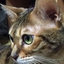無事、里親さんが見つかりました