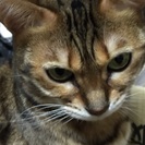 無事、里親さんが見つかりました - 東大阪市