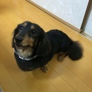 ミニチュアダックス里親募集