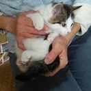 子猫差し上げます！