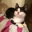 白黒ちゃん女の子里親募集