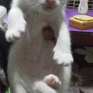 2015年10月生まれの白い雄の子猫ちゃんです　