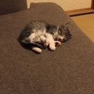 甘えん坊なチョビ