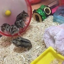 ジャンガリアンハムスターの赤ちゃん
