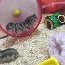 ジャンガリアンハムスターの赤ちゃん - 名古屋市