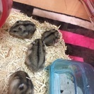 ジャンガリアンハムスターの赤ちゃん − 愛知県
