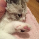 パステルカラーの女の子 - 猫