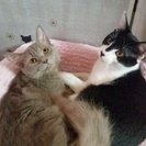 グレーの女の子と白黒の男の子、里親さんを募集しています。