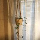 マクラメグリーンハンギングワークショップの画像