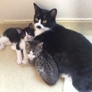 仲良し子猫　素敵な里親さんに恵まれました♪
