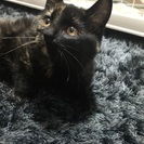 可愛いサビ猫ちゃんの里親募集 - 豊橋市