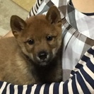 8月23日生まれの柴犬雄です