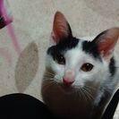 かわいい子猫譲ります