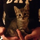 1ケ月の子猫です