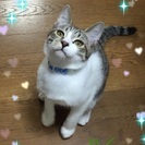 やんちゃな６ヶ月の男の子 - 里親募集