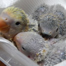 小桜インコの雛 自宅までお迎え出来る方差し上げます