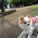 可愛いチワワの女の子の新しい家族を探しています