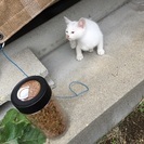 里親募集 - 猫