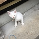 里親募集 − 大阪府