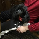 トイプードル