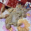 2015年5月産まれの猫、２匹同時に引き取ってくれる方お願いします