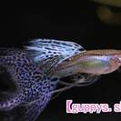 熱帯魚グッピーRREA極赤フルレッド赤さ１番系統、国産ドイツイエロー、ブルーグラス等コンテスト上級生体を通販 - 習志野市