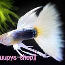 熱帯魚グッピーRREA極赤フルレッド赤さ１番系統、国産ドイツイエロー、ブルーグラス等コンテスト上級生体を通販 - ペット