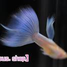 熱帯魚グッピーRREA極赤フルレッド赤さ１番系統、国産ドイツイエロー、ブルーグラス等コンテスト上級生体を通販 − 千葉県