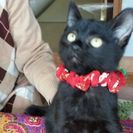 お腹にハートマーク！　黒猫（オス）！！生後３か月位