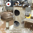 猫カフェで健康体操の画像