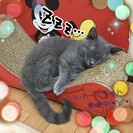 猫カフェで健康体操の画像