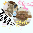 猫カフェで健康体操の画像