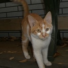 白茶の男の子　２～３ヵ月程度の子猫3匹