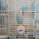 セキセイインコ雛