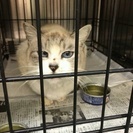 [緊急] 明らかに飼い猫だったこの子を助けて下さい。