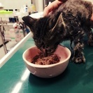 急募です。どうか宜しくお願いします。 - 猫