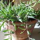 「多肉植物」ルビーネックレス差し上げますの画像