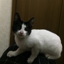 生後3カ月のハート模様のはちわれちゃん