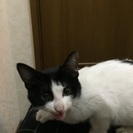 生後3カ月のハート模様のはちわれちゃん - 大阪市