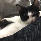 生後3カ月のハート模様のはちわれちゃん - 猫