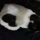 生後3カ月のハート模様のはちわれちゃん − 大阪府