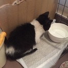 お目々の大きな白黒ちゃん − 東京都