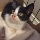 お目々の大きな白黒ちゃん - 猫