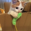 綺麗な模様の三毛ちゃん