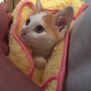 綺麗な模様の三毛ちゃん - 猫