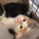 綺麗な模様の三毛ちゃん - 里親募集