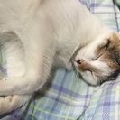 子猫3匹もらってください… - 里親募集