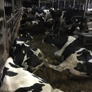 酪農ヘルパー募集（社保完備です）