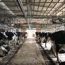 酪農ヘルパー募集（社保完備です）の画像